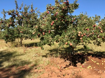 Larsen-apple trees