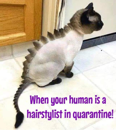 Hairstylist's cat